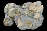 Fossil Ammonite Cluster - South Dakota #115077-5